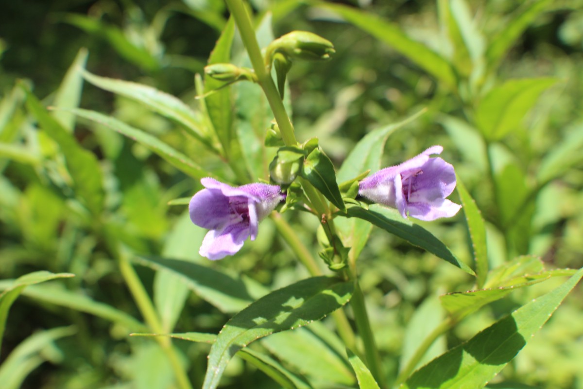 Linderniaceae